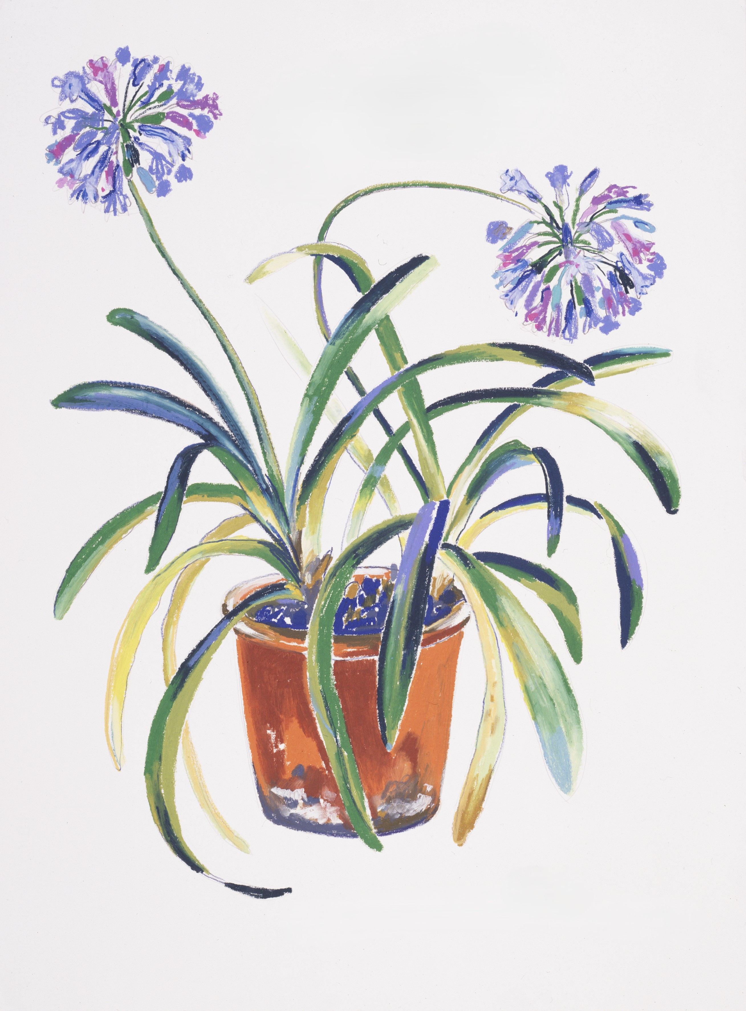 Blue Agapanthus